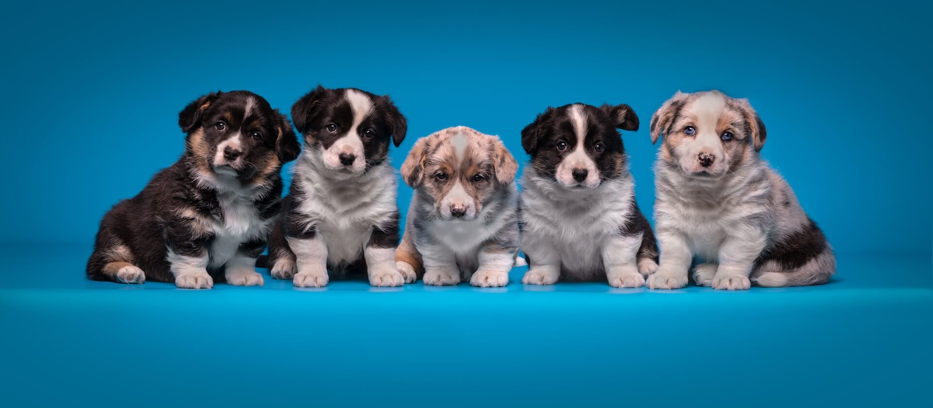 pups