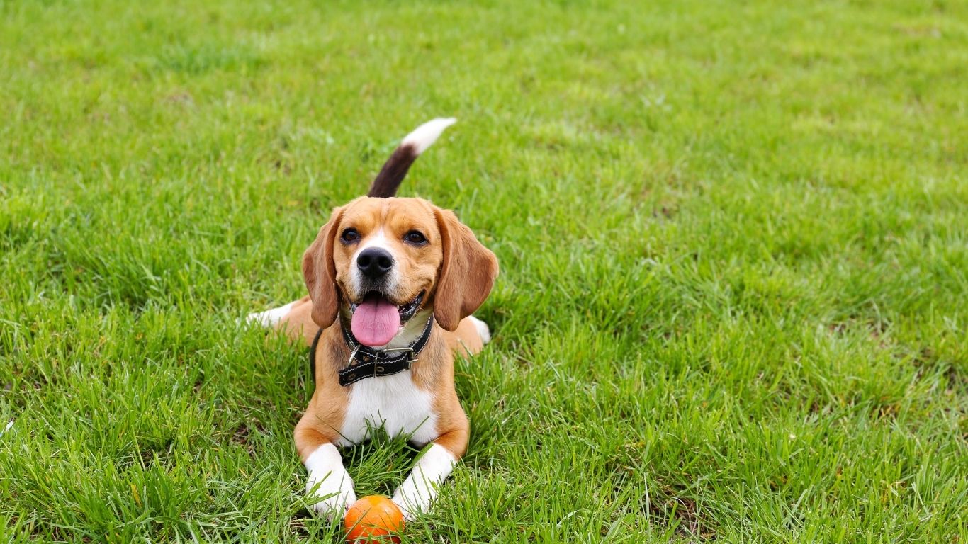 dog outside 