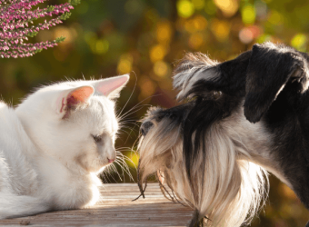 How to Introduce a New Dog Into a Pet-Filled Home