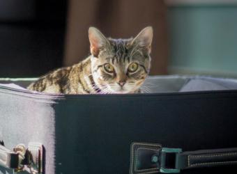 Does Your Pet Need a Plane Ticket? And Other Questions You May Have About Flying with Pets