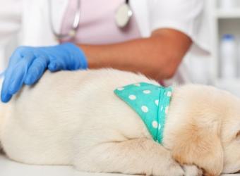 Puppy Vaccination FAQs and The Answers You Need to Know
